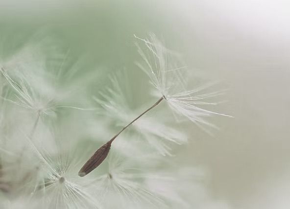 Nahaufnahme eines fliegenden Pusteblumensamens vor hellem Hintergrund – Symbol für Leichtigkeit, Loslassen und Übergang