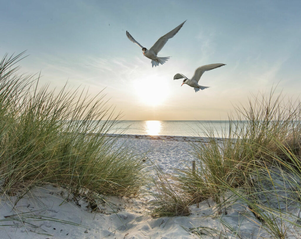 Zwei Möwen fliegen über einem ruhigen Strand bei Sonnenaufgang – Symbolbild für Loslassen, Frieden und Übergänge.